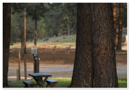 deer at our campground